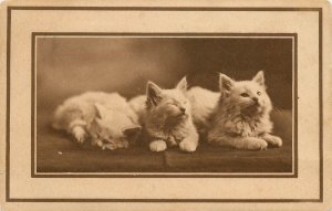 Cat Postcard White Kittens In Different Sleep Stages Seeries K #1