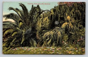Hamilton Hotel Grounds   Bermuda   Postcard