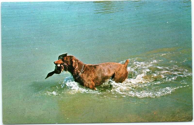 postcard Dog retrieving duck in water