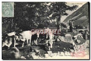 Old Postcard Folklore Pyrenees A pasture Cows