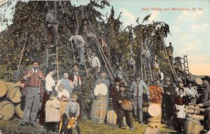 Martinsburg West Virginia Apple Picking Orchard Scene Vintage Postcard AA59100