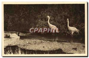 Old Postcard From Zoolofique Park Cleres Swan has black collar and white cran...