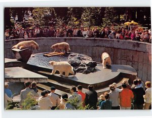 Postcard Polar Bears, Stanley Park, Vancouver, Canada