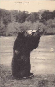 Lunch Time In Maine Bear Eating