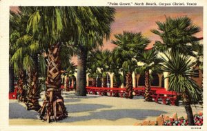 Texas Corpus Christi North Beach Palm Grove 1947 Curteich