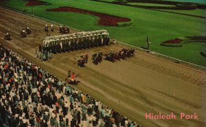 Florida, Hialeah Race Track Park & Bird Sanctuary Of Flamingos, Vintage Postcard