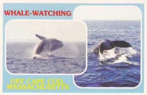 Humpback Whale Watching - Off Cape Cod, Massachusetts