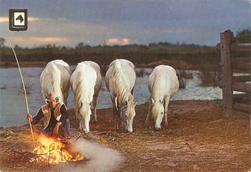 Animals. Horses by the campfire modern Spanish  photo PC . Size 15 x 10,5 cms