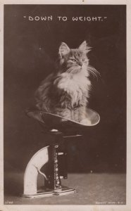 Down To Weight Cat On Vintage Weighing Scales Real Photo Old Postcard