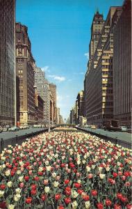 New York City~Park Avenue in Spring~Large Tulip Beds in Center~Classic Cars~'50s