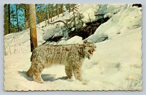 Lynx Near Watson Lake Yukon Mile 635 Alaska Highway Vintage Postcard 1657