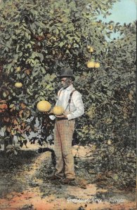 GRAPEFRUIT TREE IN FLORIDA BLACK AMERICANA POSTCARD (c. 1910)