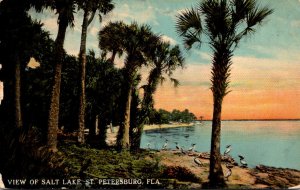 Florida St Petersburg View Of Salt Lake 1912