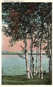 Vintage Postcard Lower Saranac Lake Trees Crystal Clear Blue Waters New York NY