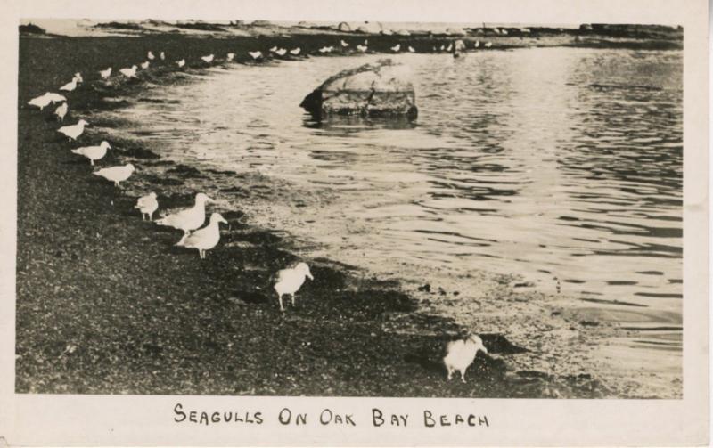 Seagulls On Oak Bay Beach Victoria BC Birds Ocean Vintage Real Photo Postcard E6