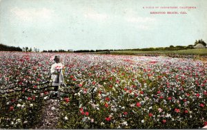 California Redondo Beach A Field Of Carnations 1914