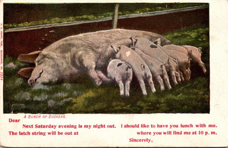 Pigs Feeding A Bunch Of Suckers 1909