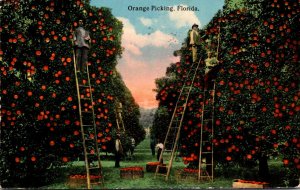 Florida Orange Picking Scene 1916