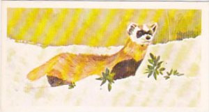 Brooke Bond Vintage Trade Card Vanishing Wildlife 1978 No 31 Black Footed Ferret