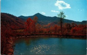 Mount Pisgah National Forest North Carolina Scenic Landscape Chrome Postcard 