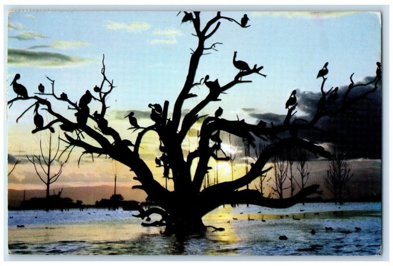 1974 Birds on Tree Trunks East African Wild Life Society Nairobi Kenya Postcard