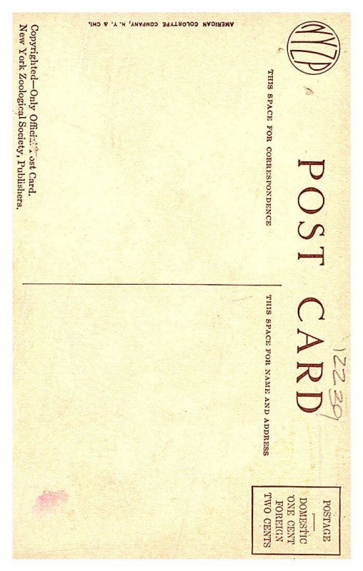 Orangutans, being weighed