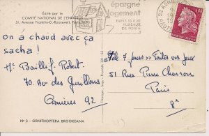 Butterfly, Named Species 1969 Insects, Animals