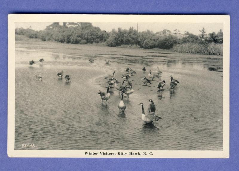 Kitty Hawk, North Carolina/NC Postcard,Winter Visitors/Ducks