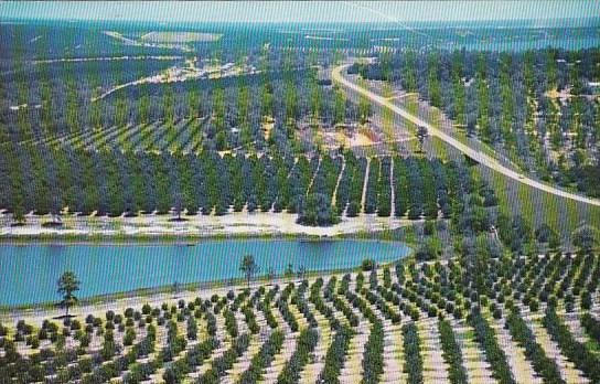 Citrus Groves And Lakes As Seen From The Top Of The Citrus Tower West Palm Be...