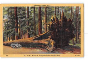 Yosemite National Park California CA Postcard 1930-1950 The Fallen Monarch