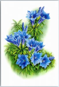 VINTAGE CHINA ILLUSTRATED MAXIMUM POSTCARD FLOWERS: GENTIANA VEITCHIORUM 1999