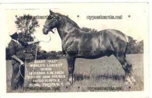 RPPC, Worlds Largest Horse, Phelps NY