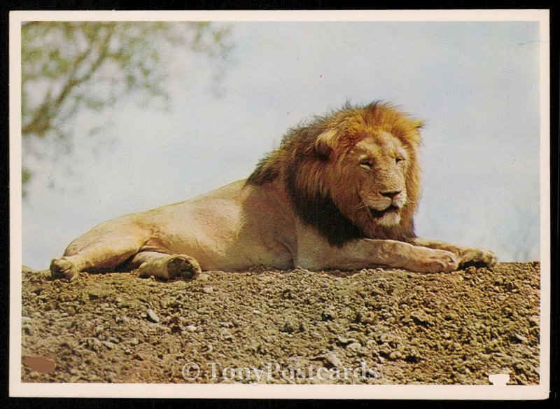 Maned Lion - Kruger National Park