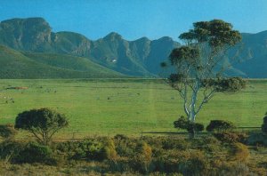 Australia Postcard - View of The Stirling Range, South Borden   RR9537