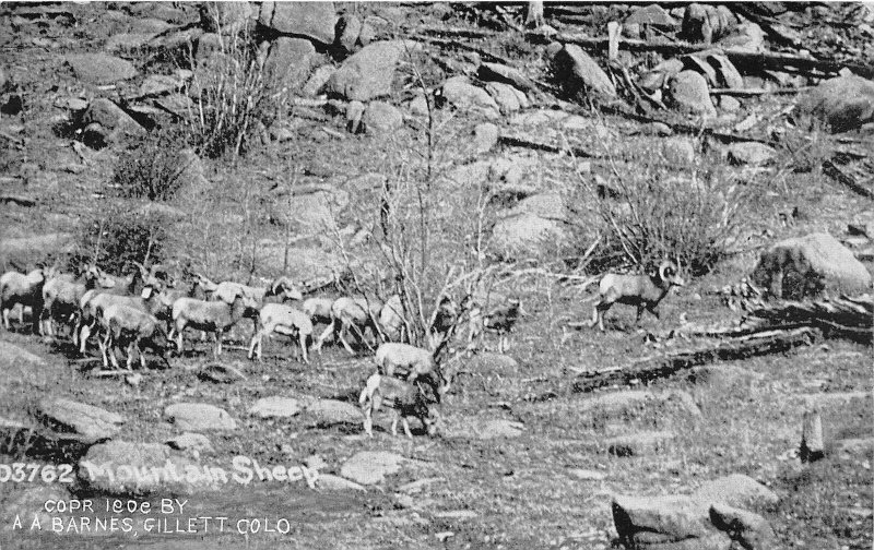 J34/ Near Gillette Colorado Postcard c1910 Mountain Sheep Animals 95