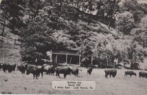 Pennsylvania Lock Haven Buffalo Inn Buffalo Herd Dexter Press