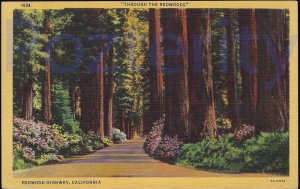 THROUGH THE   REDWOODS  ON THE REDWOOD HIGHWAY #2 CALIFORNIA