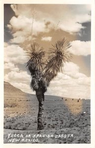 Yucca real photo - State Flower, New Mexico NM  