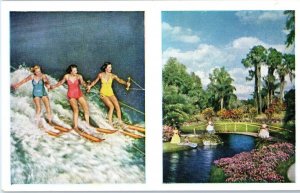 Cypress Gardens South of Winter Haven Water Skiing Multi View Florida Postcard