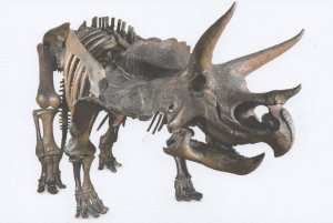 Triceratops Dinosaur Montana Natural History Museum Skeleton Postcard