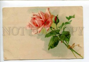 423126 Pink ROSE Flower UnSign C. KLEIN Vintage postcard