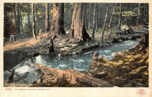 Roaring Brook Michigan~Tree Stumps by The Brook~c1906 Detroit Pub Company~#10001 