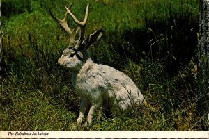 Humour The Fabulous Jackalope 1973