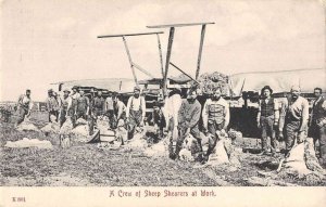 Chinook Montana Farming Sheep Shearers Vintage Postcard AA27848