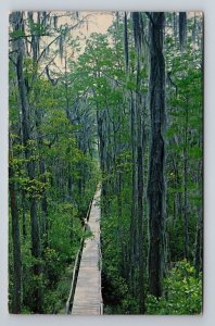 Okefenokee Swamp Park Waycross Georgia Vintage Posted 1968