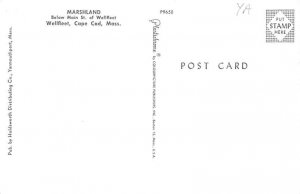 Marshiland Wellfleet - Cape Cod, Massachusetts MA Postcard