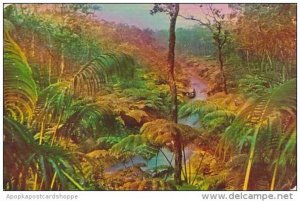 Hawaii Honolulu Fern Forest Hawaiian National Forest 1953