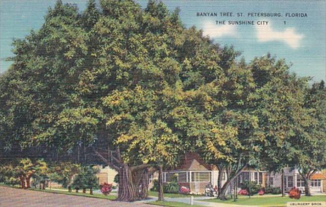 Florida St Petersburg Street Scene With Banyan Tree