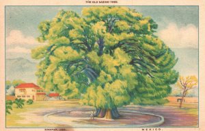 Vintage Postcard 1920's The Old Sabino Tree Zimapan HGO Mexico Artwork Painting