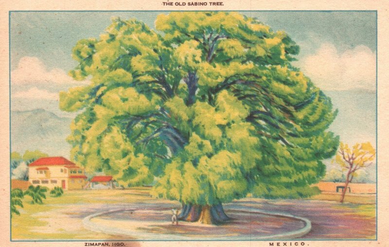 Vintage Postcard 1920's The Old Sabino Tree Zimapan HGO Mexico Artwork Painting 